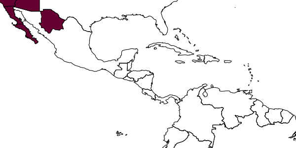 map of Tachysphex huchiti     Pulawski, 1988